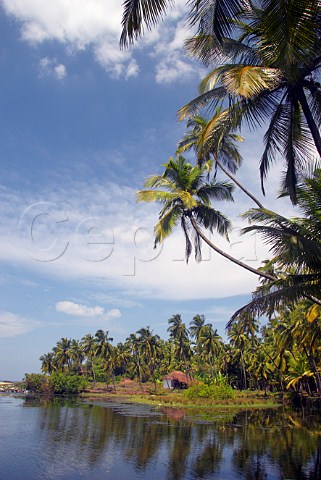 Palm trees and back waters alongside the Costa Malabari beach near Kannur Cannanore on the CochinMysore  CochinGoa route North Kerala India
