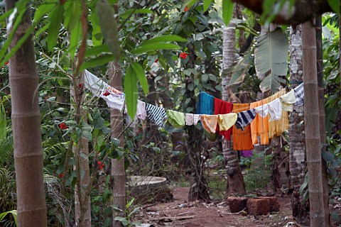 Washing hanging on line between the palm trees in a garden at Costa Malabari near Kannur Cannanore on the CochinMysore  CochinGoa route North Kerala India