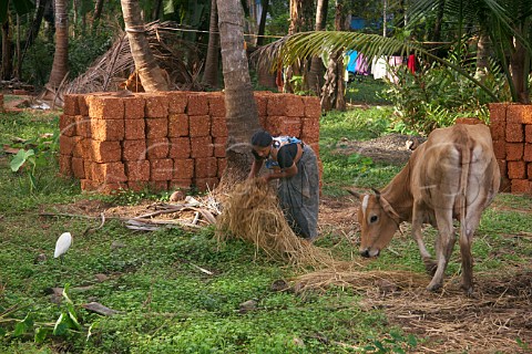Indian woman tending to family cow Costa Malabari near Kannur Cannanore on the CochinMysore  CochinGoa route North Kerala India
