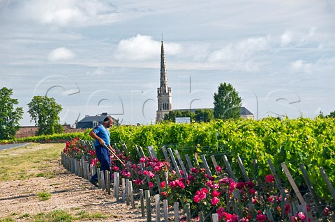 Hoeing between roses at row ends in vineyard of Chteau LeovilleBarton with StPierre church beyond StJulien Gironde France StJulien  Bordeaux