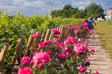 Hoeing between roses at row ends in vineyard of Chteau du Glana Beychevelle Gironde France StJulien  Bordeaux