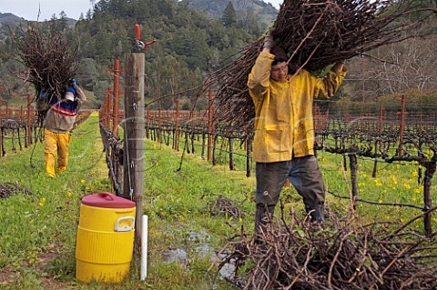 Winter pruning in vineyard at Calistoga Napa Valley California