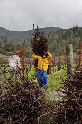 Winter pruning of vines Calistoga Napa Valley California