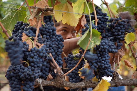 Harvesting Cabernet Sauvignon grapes in Alexander Vineyard Napa California Oak Knoll AVA