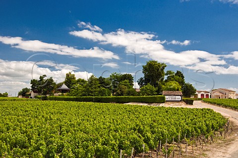 Vineyards of Chteau HautMarbuzet Marbuzet Gironde France StEstphe  Bordeaux