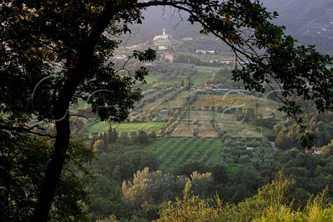 Vineyards and olive groves at Petrognano in the Lucca Hills Tuscany Italy Colline Lucchesi