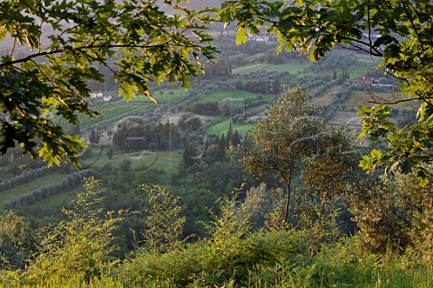 Vineyards and olive groves at Petrognano in the Lucca Hills Tuscany Italy Colline Lucchesi