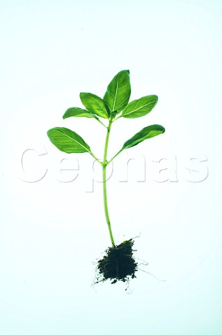 Sweet basil plant
