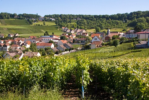 Vineyards around the village of Dizy near pernay Marne France Champagne