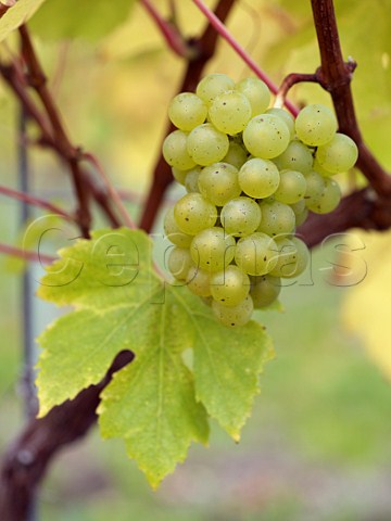 Chardonnay grapes in vineyard of Roebuck Estates at Bignor Sussex England