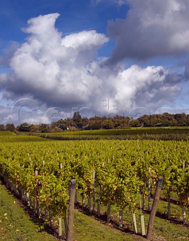 Chardonnay vineyard of Nyetimber at Tillington near Petworth  Sussex England