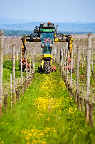 JeanMichel Deiss biodynamic winemaker on his special tractor ploughing a vineyard Bergheim HautRhin France Alsace