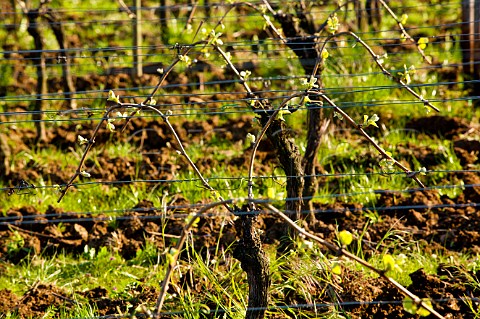 Vineyard of Domaine Marcel Deiss in spring Bergheim HautRhin France Alsace