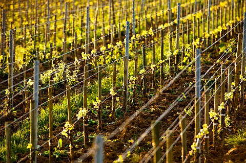 Young Gewurztraminer vines in biodynamic vineyard of Domaine Marcel Deiss Bergheim HautRhin France Alsace