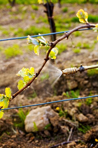 Spraying vines with a biodynamic solution in vineyard of Domain Marcel Deiss Berhgeim HautRhin France Alsace