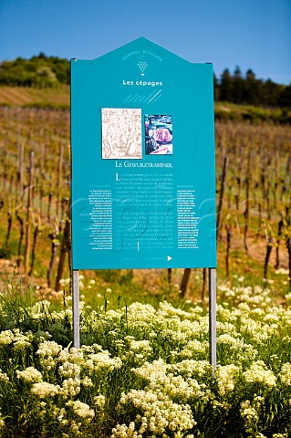 Sign in Gewrztraminer vineyard of Domaine Marcel Deiss Bergheim HautRhin France Alsace