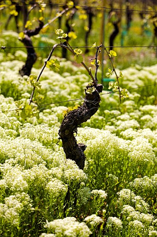 Biodynamic vines of Domaine Marcel Deiss in spring Bergheim HautRhin France Alsace