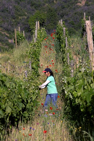 Raising the wires to lift the foliage of Carmenre vines in Clos Apalta vineyard of Lapostolle Colchagua Valley Chile
