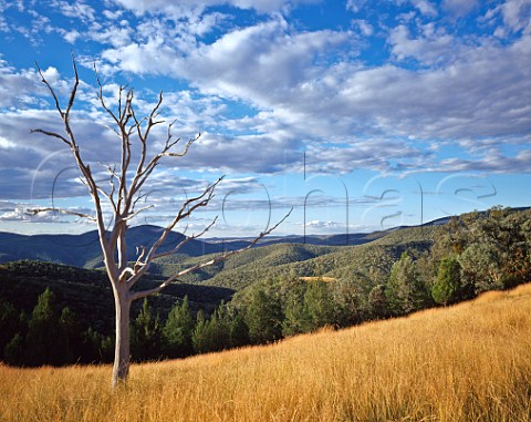 Dead gum tree in grassy clearing Sundown National Park Queensland Australia