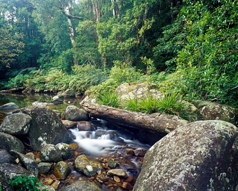 Coombadjha Creek Washpool National Park New South Wales Australia