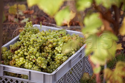 Crate of harvested Chardonnay grapes in vineyard of Roebuck Estates at Bignor  near Pulborough Sussex England
