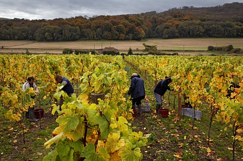 Picking Chardonnay grapes in vineyard of Roebuck Estates with the South Downs beyond Bignor near Pulborough Sussex England