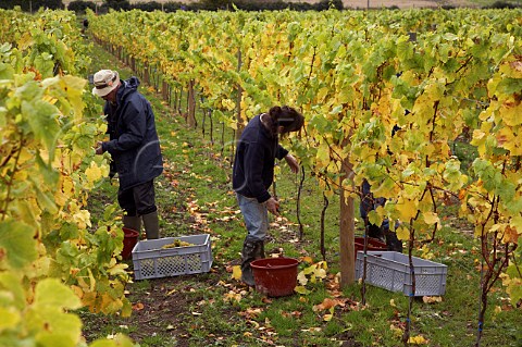 Picking Chardonnay grapes in vineyard of Roebuck Estates at Bignor near Pulborough Sussex England
