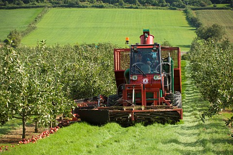 Machine gathering Katy cider apples Thatchers Cider Orchard Sandford Somerset England