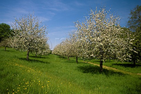 Apple blossom in orchard Compton Dando Somerset England