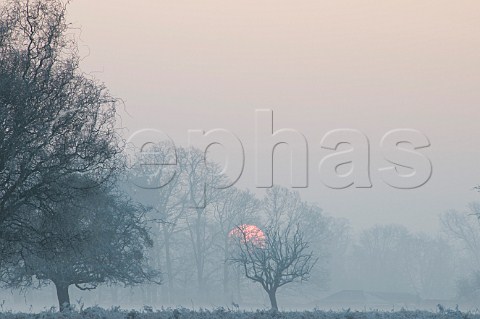 Misty sunrise over Bushy Park London