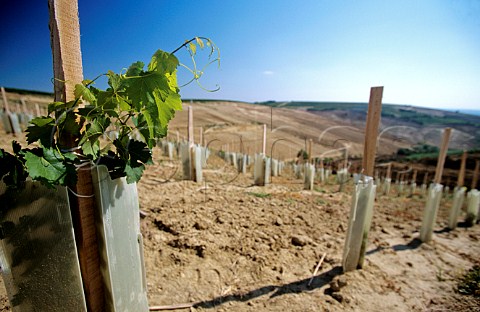 New vineyard plantation at Teufelsgraben rdgArok near Villany Hungary Villany