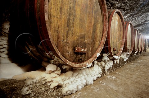 Mould in barrel cellar of Thummerer Winery Noszvaj Hungary Eger