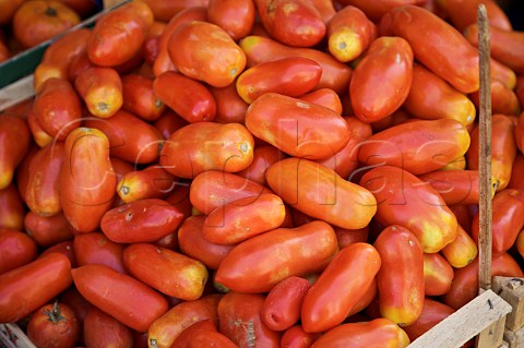 Display of plum tomatoes at Mercato del Capo Palermo Sicily