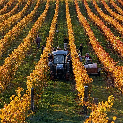 Pickers in Hillside Pinot Noir vineyard of Greystone Wines Waipara Canterbury New Zealand