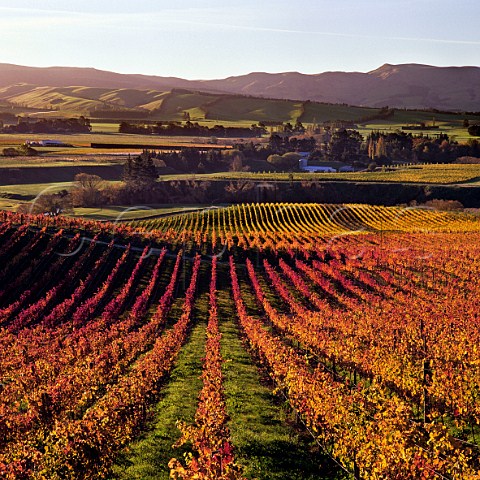 Hillside Pinot Noir vineyards of Greystone Wines Waipara Canterbury New Zealand