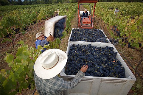Harvesting Syrah grapes in vineyard at Oakville Napa Valley California