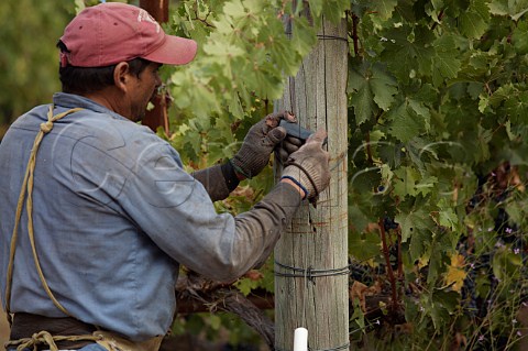 Sharpening a picking knife during harvest Napa Valley California