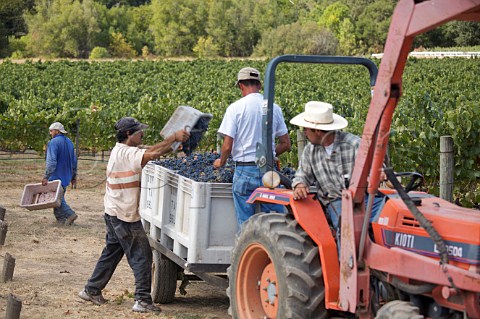 Harvesting Cabernet Sauvignon grapes in vineyard at Oakville Napa Valley California