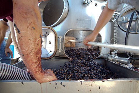 Removing spent grape skins from a fermentation tank Van Der Heyden Winery Oakville Napa Valley California