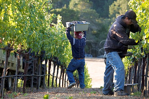 Cabernet Sauvignon grapes being harvested in Dutch Henry Canyon vineyard The grapes go to Lewis Cellars Calistoga Napa Valley California