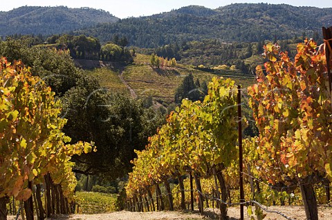 Spring Mountain vineyard with Newton Vineyard across the valley St Helena Napa Valley California Spring Mountain