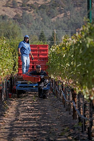 Harvesting Cabernet Sauvignon grapes in vineyard of Hundred Acre Rutherford Napa Co California