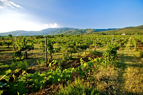 Vineyards of Tenuta Sette Ponti Terranuova Tuscany Italy Colli Aretini