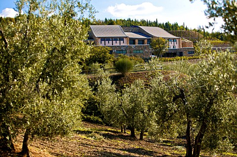 Olive trees below Podere Forte winery Castiglione dOrcia Tuscany Italy Val di Cornia