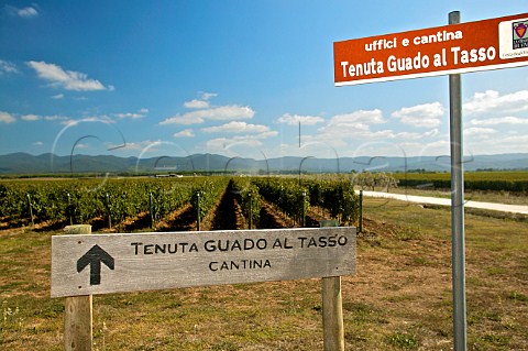 Tenuta Belvedere vineyard of Marchesi Antinori where Guado al Tasso is produced Bolgheri Tuscany Italy