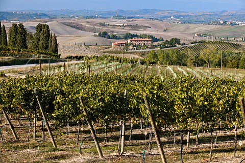 Meliana vineyard of Villa Pillo Gambassi Terme Tuscany Italy Chianti Putto