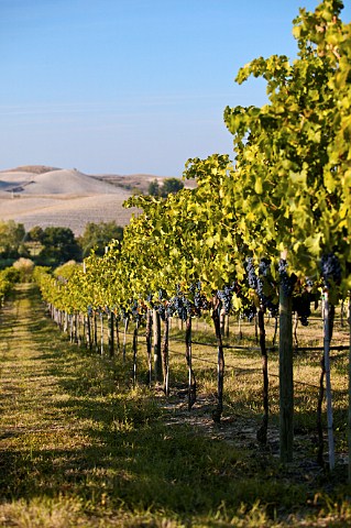 Meliana vineyard of Villa Pillo Gambassi Terme Tuscany Italy Chianti Putto