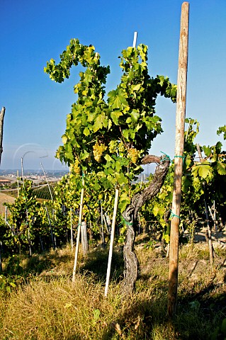 Old Trebbiano vine in vineyard of Villa Pillo Gambassi Terme Tuscany Italy Chianti Putto