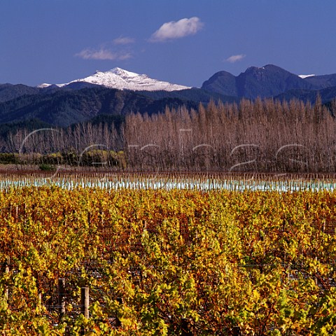 Autumnal vineyards of Staete Landt with the Richmond Ranges beyond   Rapaura Marlborough New Zealand