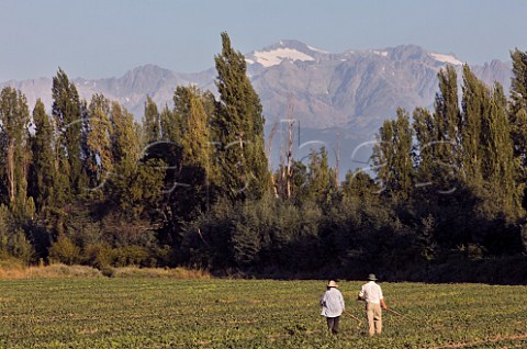 Two farm workers in a field with the Andes in distance Maule Chile